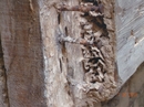 白蟻防治:木頭被吃掉情形.